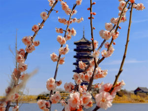 温晴三月季  春暖花开时