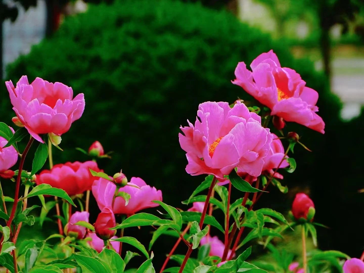 大沽河度假区：芍药盛开，荡漾成海